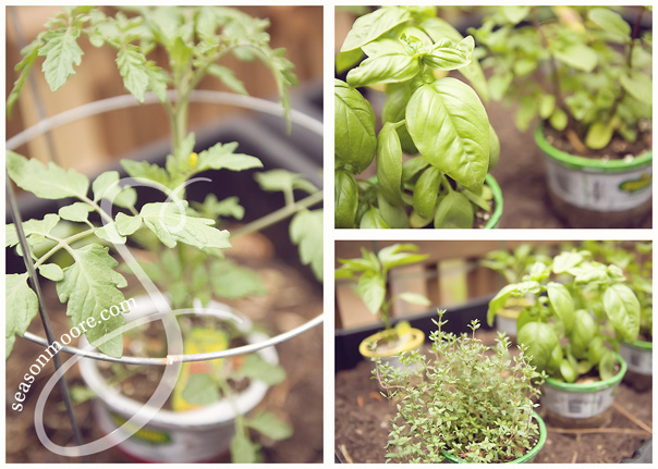 container herb garden basil tomatoes 